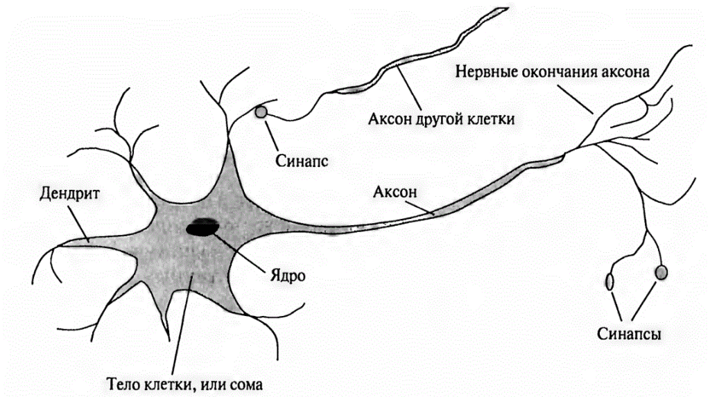 Части нервной клетки - нейрона